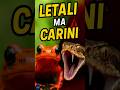 5 ANIMALI GIAPPONESI Adorabili… Ma Letali! 😱