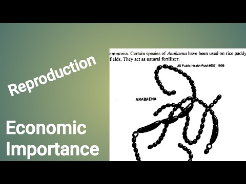 Anabaena | Part 2 | Reproduction | Economic  Importance | BSc | 1st year | power point |Pak Botanist