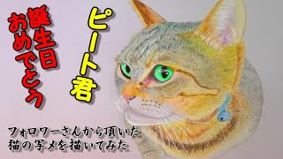 フォロワーさんから頂いた猫の写メを描いてみた 15色鉛筆で猫 猫ちゃんシリーズ 絵 アート 猫 9 猫の絵 猫 Acrylicpainting Youtube