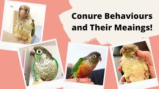 Conure Behaviours and Their Meanings! | TheParrotTeacher