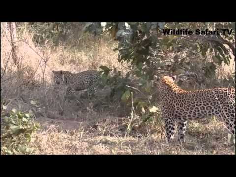 Leopard vs Python - YouTube