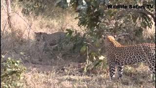 Celebrity Leopard vs Python Wealth