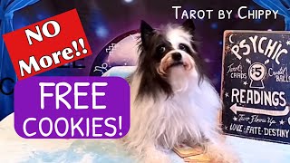 TAROT DOG Says: STOP Giving Away Your Cookies. (Boundaries, People, BOUNDARIES!!) Chippy Tarot 2026