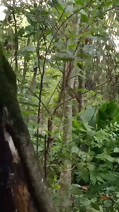 kapas tembak gacor di alam #shortvideo #kapastembak