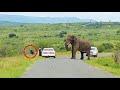 Man ditches toyota to run away from elephant