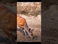 #shorts #animals #wildlife #shortvideo