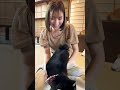豆柴カフェに行ってきました🥺💕可愛すぎる〜！！【阿部華也子の休日】 #shorts