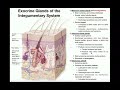 Exocrine Glands of the Integumentary System