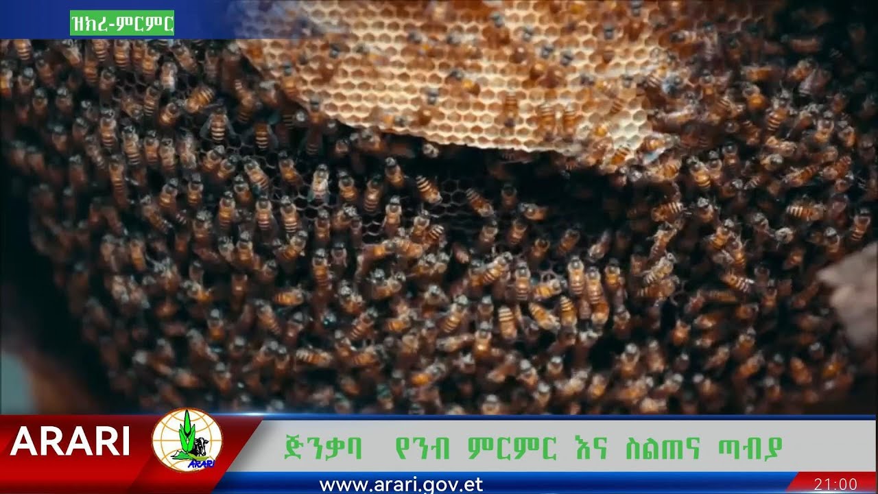 ጅንቃባ የንብ ምርምር እና ስልጠና ጣብያ - YouTube
