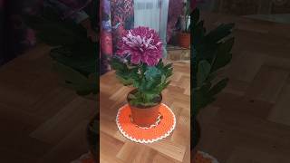 Всех Мам с праздником!!!🥰🥰🥰