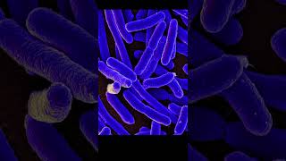 Have Beneficial Mutations Ever Been Observed? Lenski Long Term Evolution Experiment – #LenskiProof