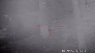 Mårhund han og tæve sdr. rind 21/9 2021