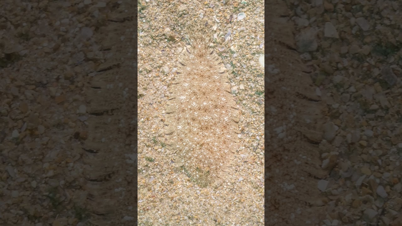 🐠☆⁴⁷•¹³ Common Sole, Dover Sole, Sole, Slip (Solea solea) in True Sole Family (Soleidae)