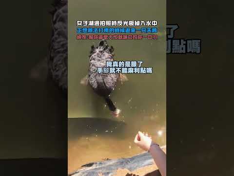 女子湖邊拍照時反光板掉入水中!正想辦法打撈的時候遊來一只天鵝!網友：幫你這麼大忙,就讓它咬你一口唄！#大熱門 #熱門