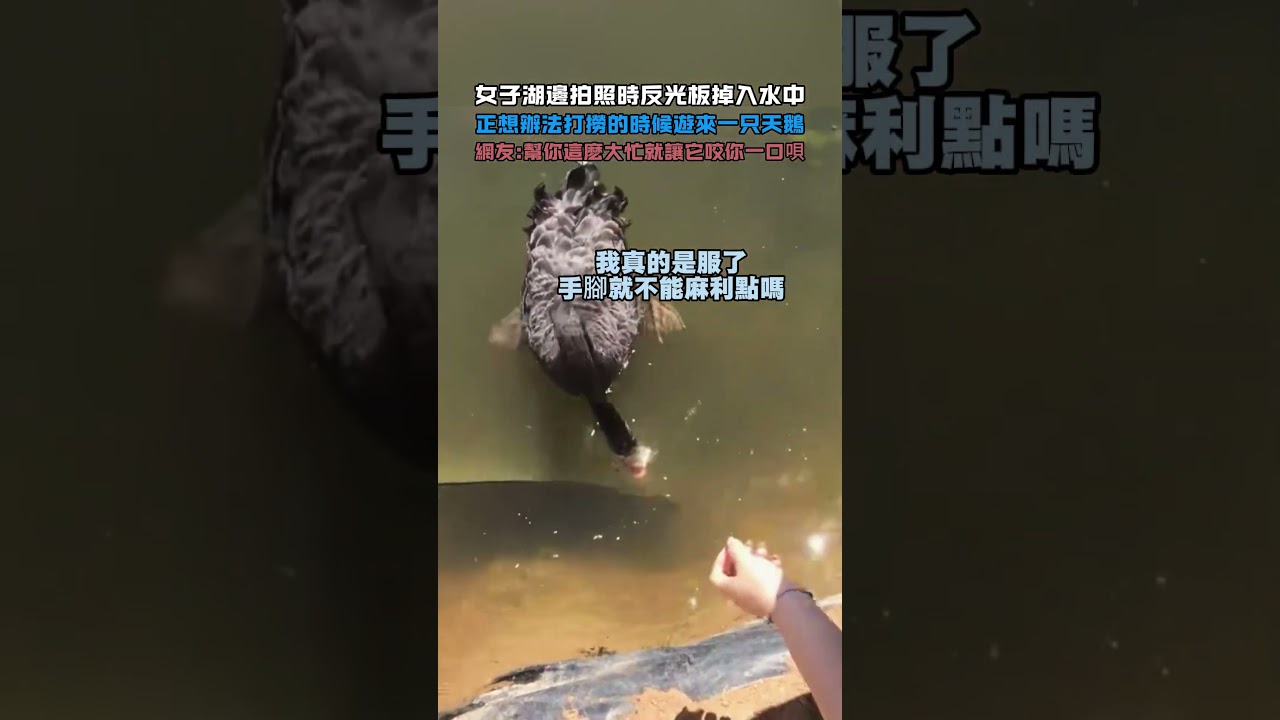 女子湖邊拍照時反光板掉入水中!正想辦法打撈的時候遊來一只天鵝!網友：幫你這麼大忙,就讓它咬你一口唄！#大熱門 #熱門