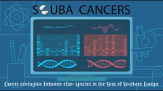 SCUBA CANCERS: cancer contagion between clam species in the Seas of Southern Europe