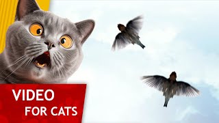 😸 Cat Games - Get That Sparrow! 🐦 (Video for Cats to watch) 1 hour version of our classic Game screenshot 5