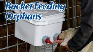 Setting up a bucket feeder for orphan lambs and kids. Design allows the user to feed multiple lambs or kids without have to juggle 