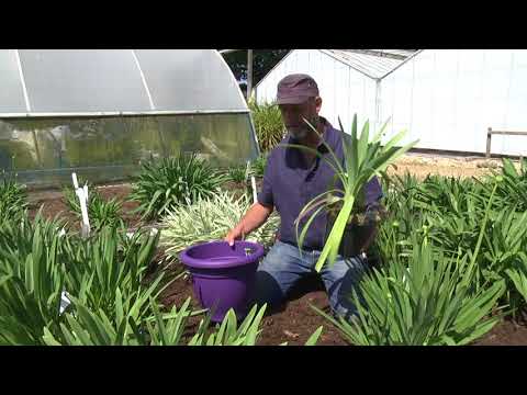 Video: Agapanthus (41 Photos): Planting Rules, Flower Care In The Open Field. Description Of The Agapanthus Umbrella And Other Plant Species