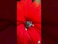 Ragdoll Cat &amp; Mouse Funny Duo Dance