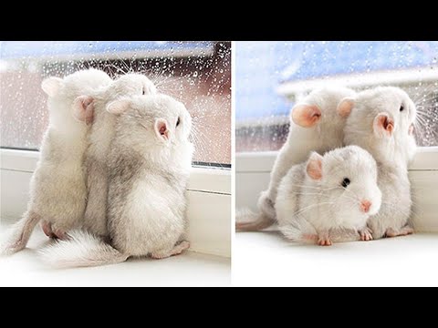 How To Care For Baby/Young Chinchillas