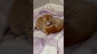 No more babies!!!!! 🐾🐾#cat #love #kitty #lifeisbutadream
