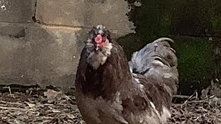 The Crow Off, There Are 17890 Rooster Noises Lol