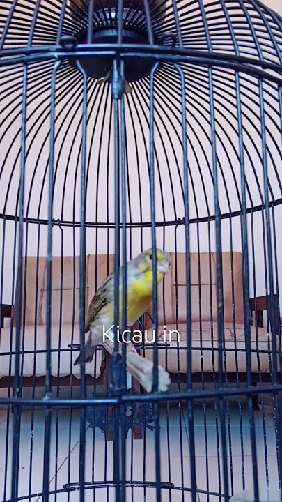 Hybrid - Mozambik x Sanger #finch #mozambiquehere #sanger