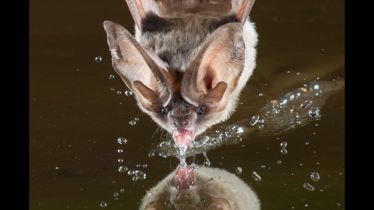 Bat photography - water drinking