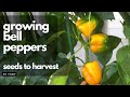 Grow bell peppers from seeds to harvest