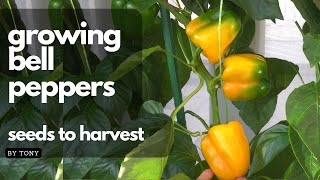 Grow bell peppers from seeds to harvest! by Tony's Exploration- Home & Garden 24,150 views 1 year ago 4 minutes, 1 second