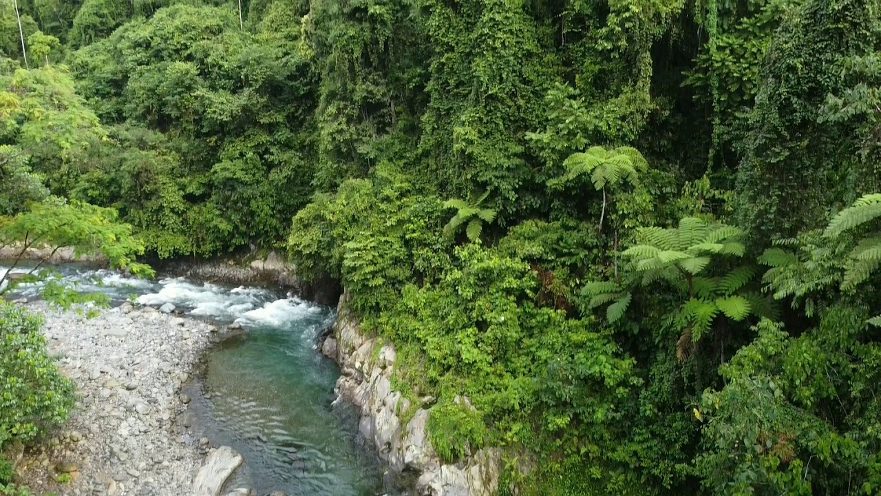 Jungle trekking - Sumatra