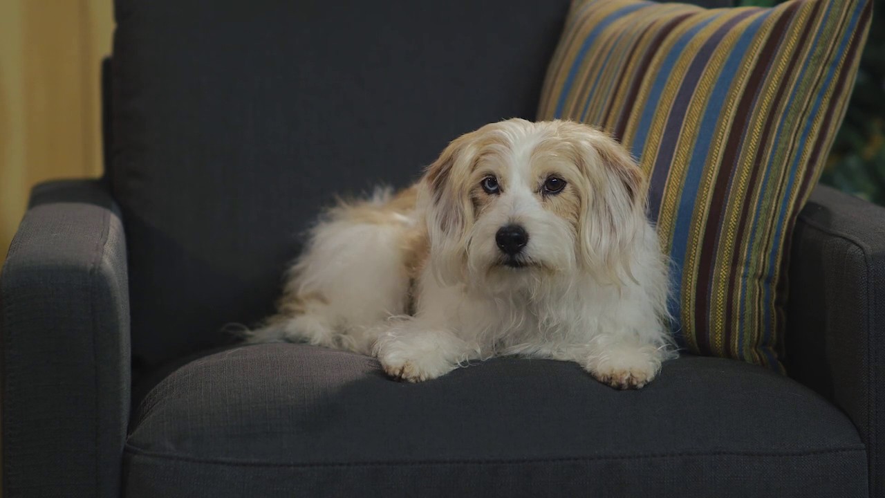 Innis Maggiore TV Spot for MCTV - Telly Award Winner