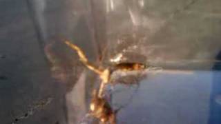 My Praying Mantis Pwning A Cricket