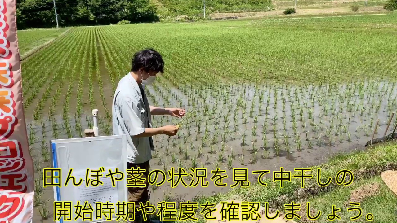 【JA佐渡水稲】中干し指導会_200604