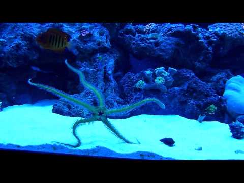Brittle Starfish Dancing