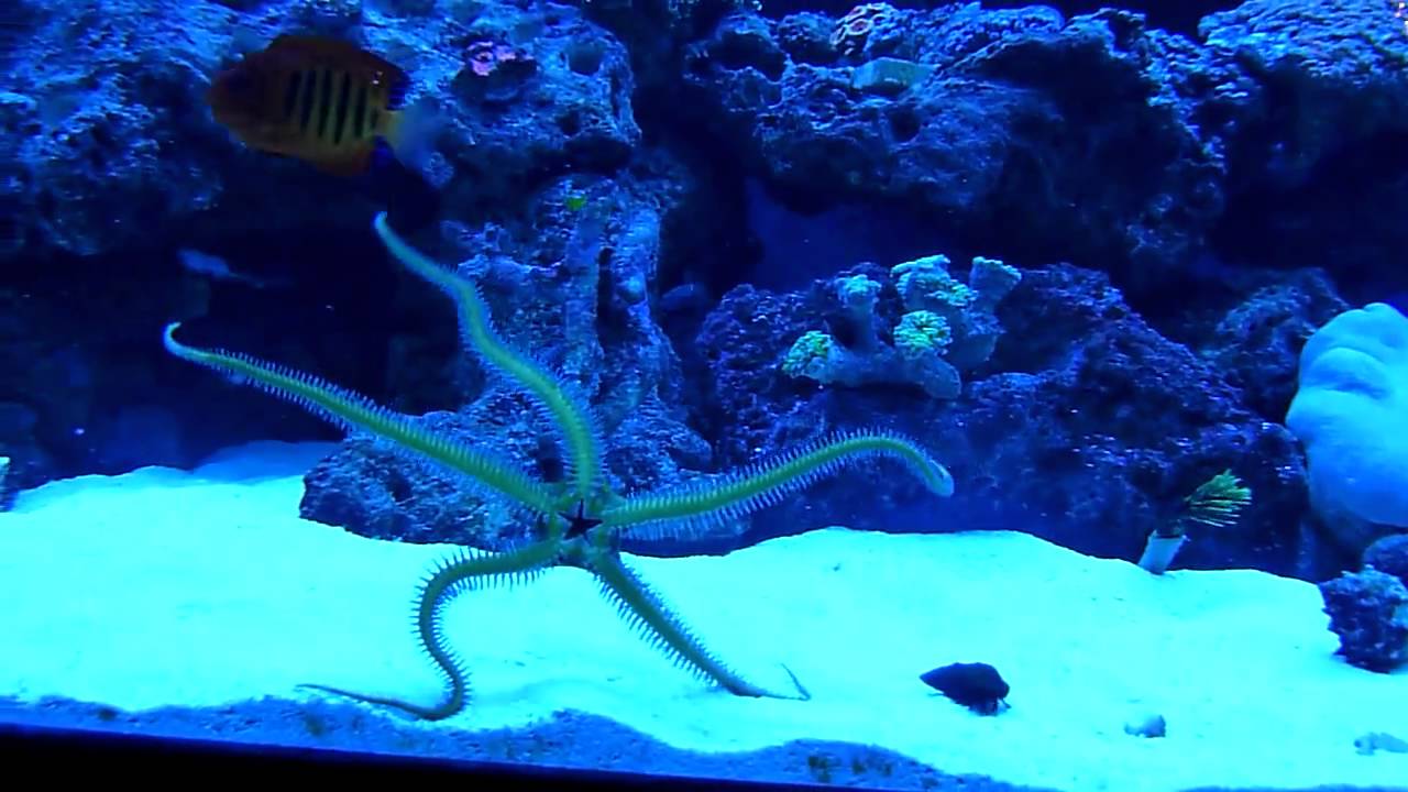 Brittle Starfish Dancing YouTube