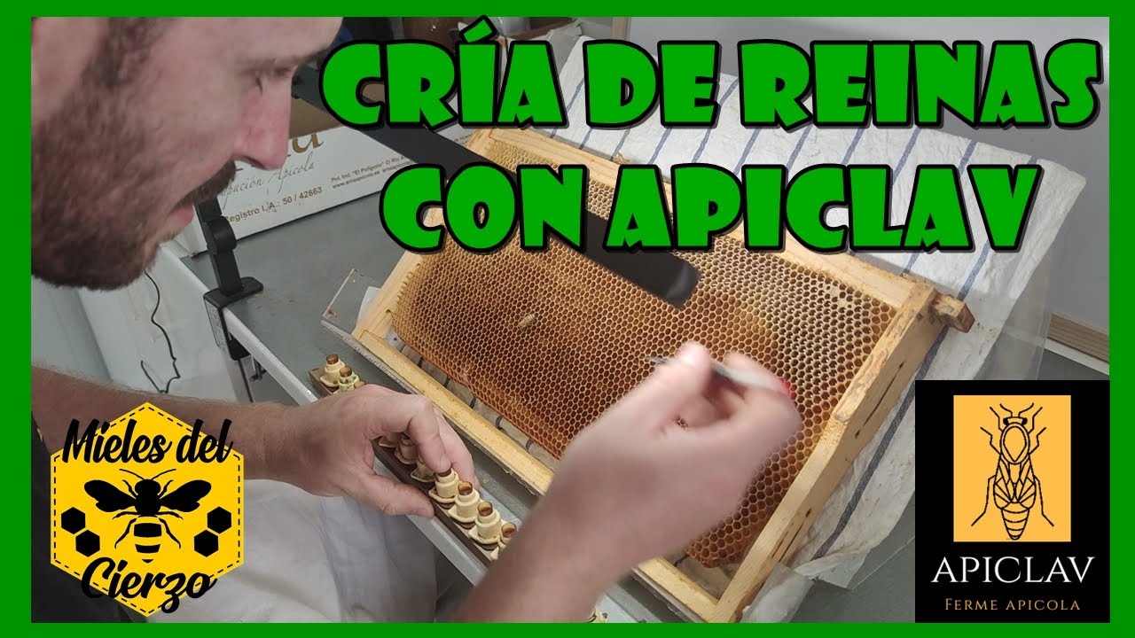 CRÍA DE REINAS CON APICLAV