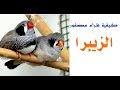 نصائح قبل شراء عصفور الزيبرا