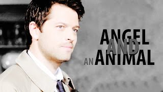 Angel And The Animal • Dean/Castiel