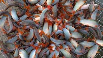 CÁ HEO ĐUÔI ĐỎ