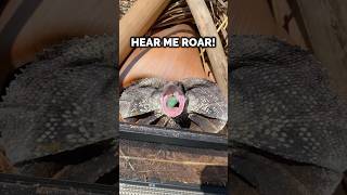 Frilled Dragon! #frillednecklizard #frilleddragon #lizard #reptiles #animals #pets #viralvideo #fyp
