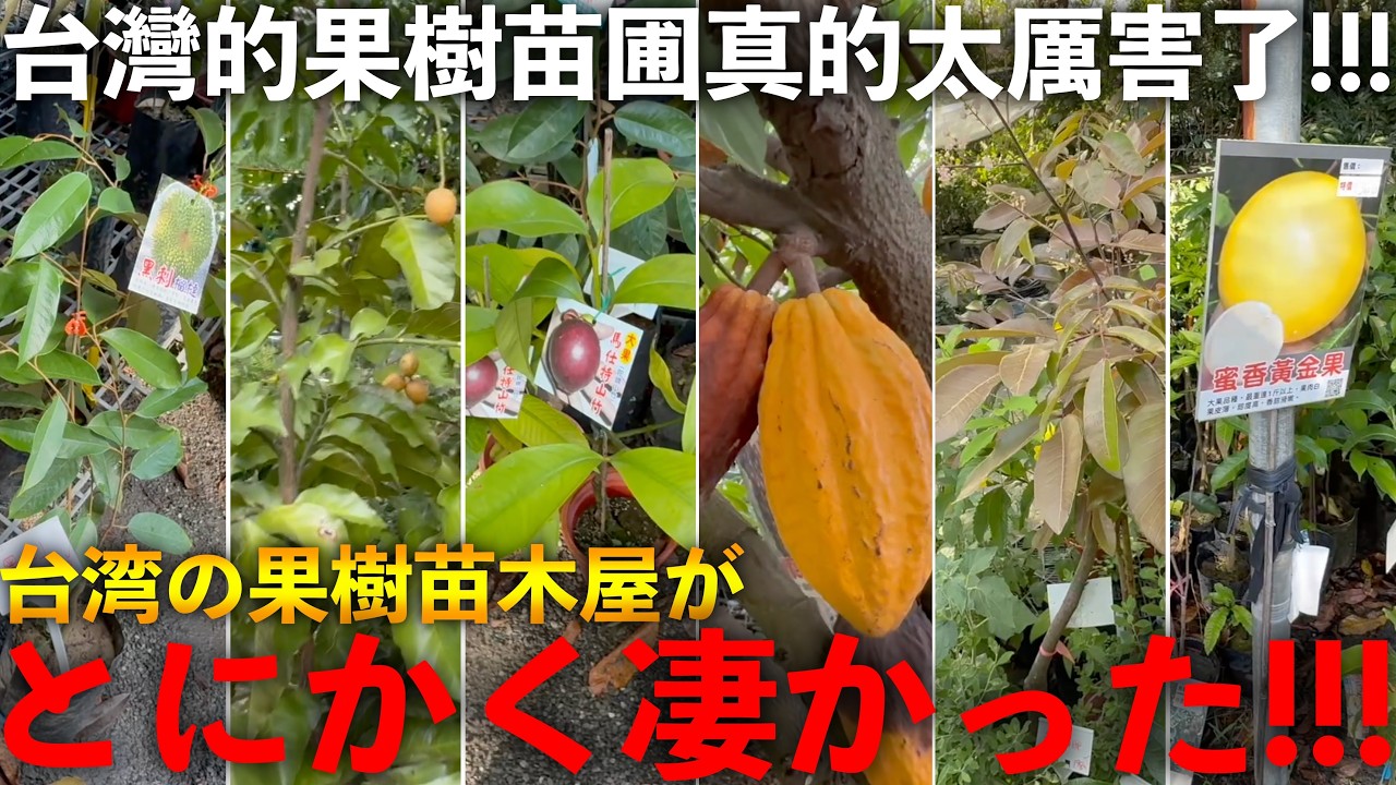 超レア】アチャチャイル（別名：ボリビアンマンゴスチン）の食レポ