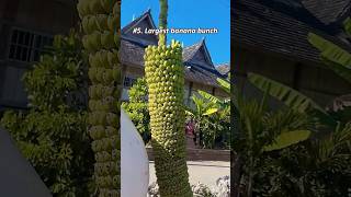 Top 5 Weirdest Banana Types