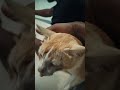 cat 🐈 comedy video 😎