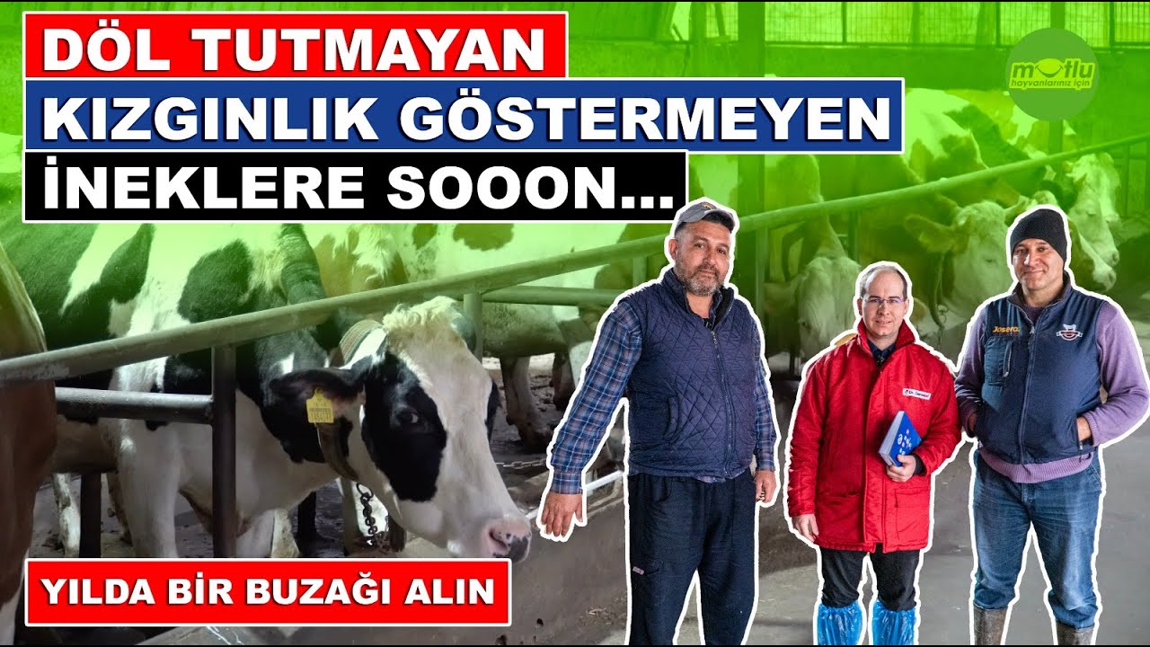 Döl Tutmayan, Kızgınlık Göstermeyen İneklere SOOOON | Yılda Bir Buzağı Alın