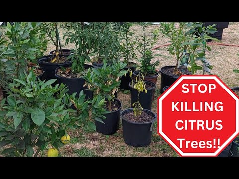 STOP KILLING CITRUS TREES!! | HOW TO CARE FOR CITRUS TREES IN WINTER | FERTILIZE
