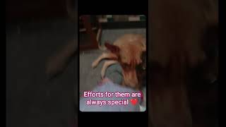 small effort for bhavu's happiness #mass #wanderpaws #dogs #cute #animals