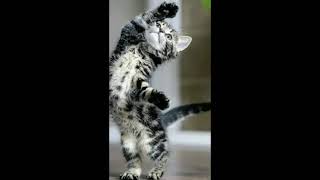 🐈Планета кошек🐈 screenshot 5