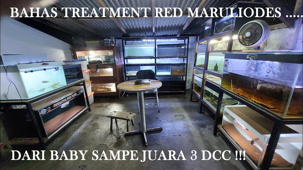 Bahas Semua Red Maruliodes yang ada di garasi,, Rahasia Progress Red Maru !!!!!